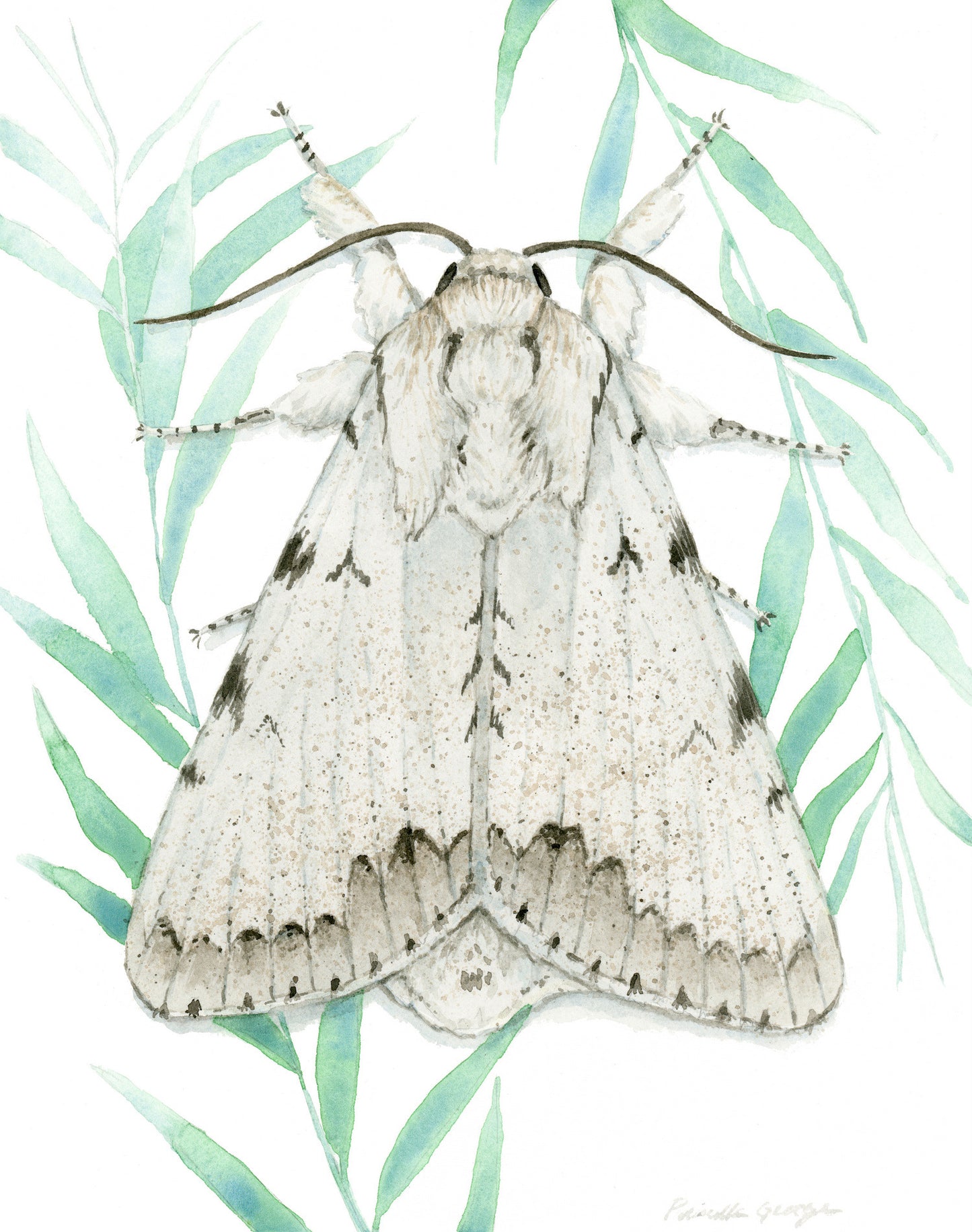 Dagger Moth