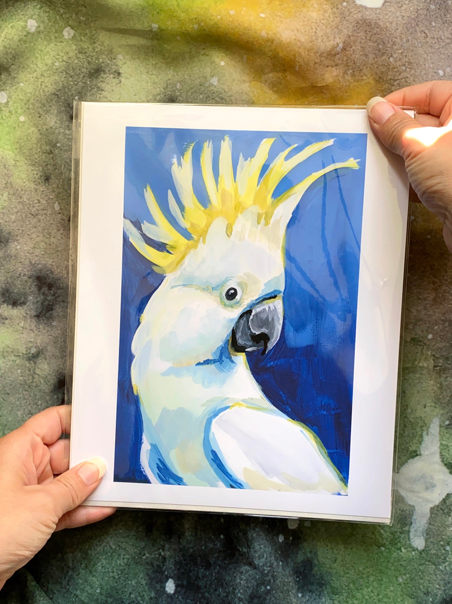Sulphur-crested cockatoo Print