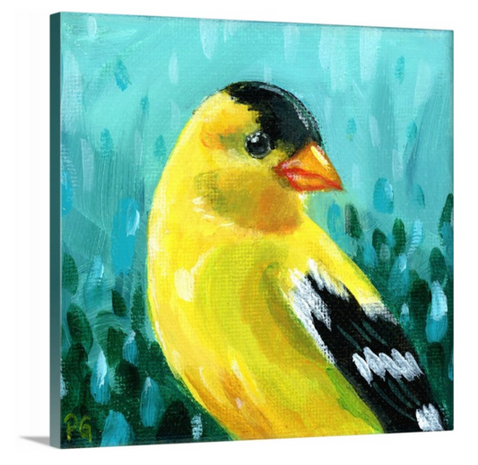Goldfinch Male Wrapped Canvas Print - Priscilla George Fine Art